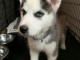 Disponible de suite à l’adoption chiots husky