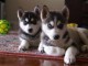 Disponible de suite à l’adoption chiots husky