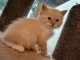 CHATON RAGDOLL DISPO DE SUITE