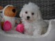 Adorable chiot bichon maltais femelle a donner