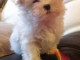 Adorable chiot bichon maltais femelle a donner