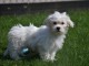 Adorable chiot bichon maltais femelle a donner