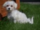 Adorable chiot bichon maltais femelle a donner