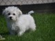 Adorable chiot bichon maltais femelle a donner