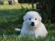 Chiots Berger Blanc Suisse pour adoption