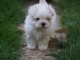 Chiot bichon maltais femelle /mâle à donner