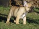 Dons chiot bouledogue français mâle fauve Chiots types bouledogue