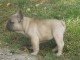 Chiot Bouledogue Français mâle fauve disponible