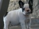 Chiot Bouledogue Français mâle a donner