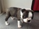 Donne chiot boston terrier femelle au lof