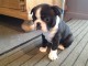 Donne chiot boston terrier femelle au lof