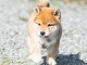 Adorables chiot shiba inu 4 femelles 5 mâles pour adoption