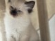 Chatons Ragdoll A donner contre bon soin