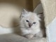 Chatons Ragdoll A donner contre bon soin