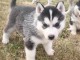 Disponible de suite à l’adoption chiots husky