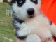 Disponible de suite à l’adoption chiots husky