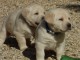 chiot labrador retriever femelle/mâle