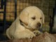 chiot labrador retriever femelle/mâle