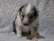 shetland sheepdog adorable