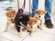 Sublimes Chiots Shiba Inu Pure Race 