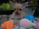 Chiot chihuahua femelle très belle couleur pour adoption