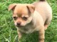 Chiot chihuahua femelle très belle couleur pour adoption