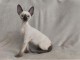 Cornish Rex Chatons cherchent famille