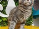 MAINE COON, LOOF VACCIN?S, PUC?S. LES PREMIERS CHATON DE RAINBLUE