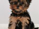 Chiot femelle yorkshire terrier a adoptez