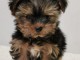 Chiot femelle yorkshire terrier a adoptez