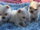 chiots bichons maltais