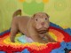 A donner Chiots Shar Pei LOF