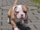 Magnifique et adorable chiot american bully