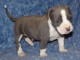 Magnifique et adorable chiot american staffordshire terrier