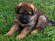 Magnifique et adorable chiot berger allemand