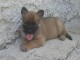 Magnifique et adorable chiot berger belge