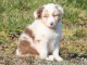 Magnifique et adorable chiot berger australien