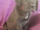 Magnifique et adorable chiot dogue allemand