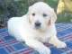 Magnifique et adorable chiot golden retriever