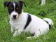 Magnifique et adorable chiot jack russell