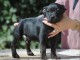 Chiots Staffordshire Bull Terrier a donner