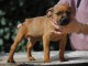 Chiots Staffordshire Bull Terrier a donner