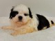 Magnifique et adorable chiot shih tzu