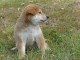 Sublimes Chiots Shiba Inu Pure Race