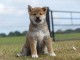 Sublimes Chiots Shiba Inu Pure Race