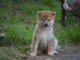 Sublimes Chiots Shiba Inu Pure Race