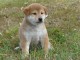 Sublimes Chiots Shiba Inu Pure Race