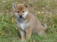 Magnifique et adorable chiot shiba inu