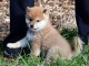 Magnifique et adorable chiot shiba inu