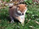 Magnifique et adorable chiot shiba inu